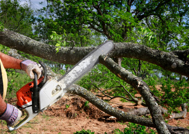 Best Commercial Tree Services  in Hampton, SC